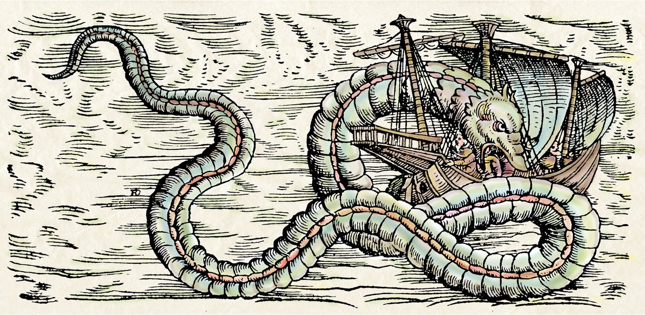 Havuhyre, illustration fra 