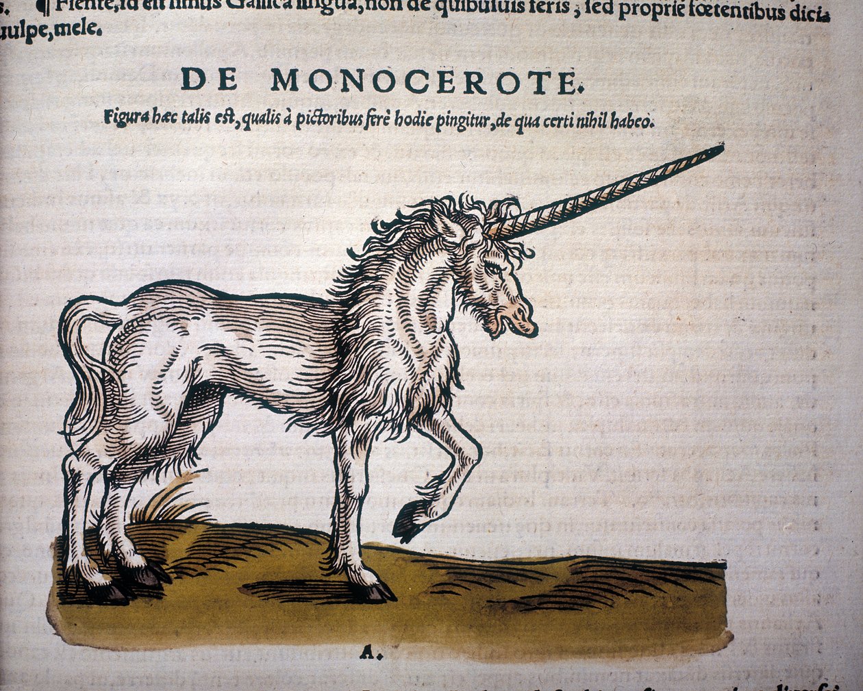 Enhjørning, illustration fra 