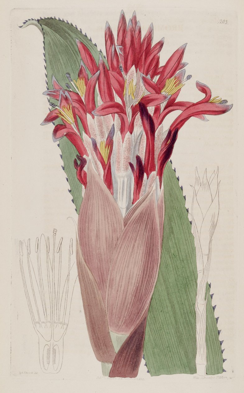 Illustration af Aechmea nudicaulis (som syn Bromelia nudicaulis) af Sydenham Teast Edwards
