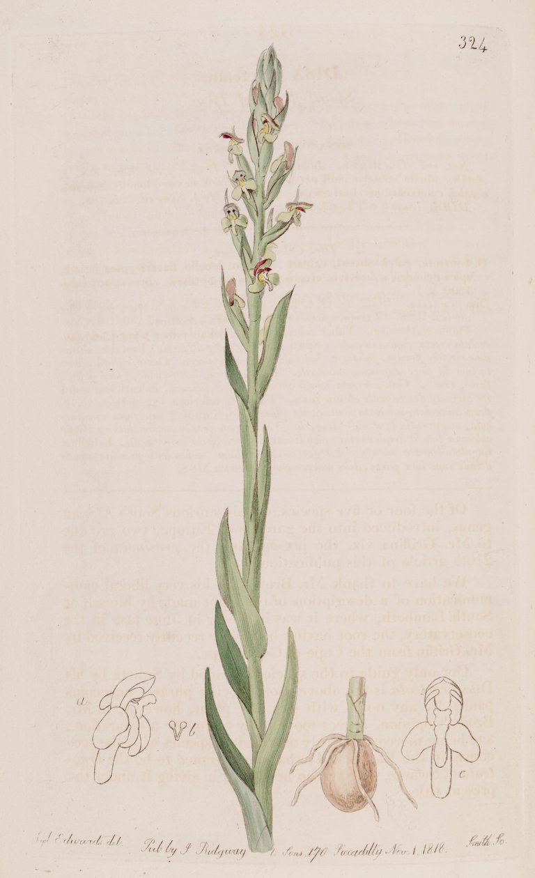 Illustration af Disa bracteata af Sydenham Teast Edwards