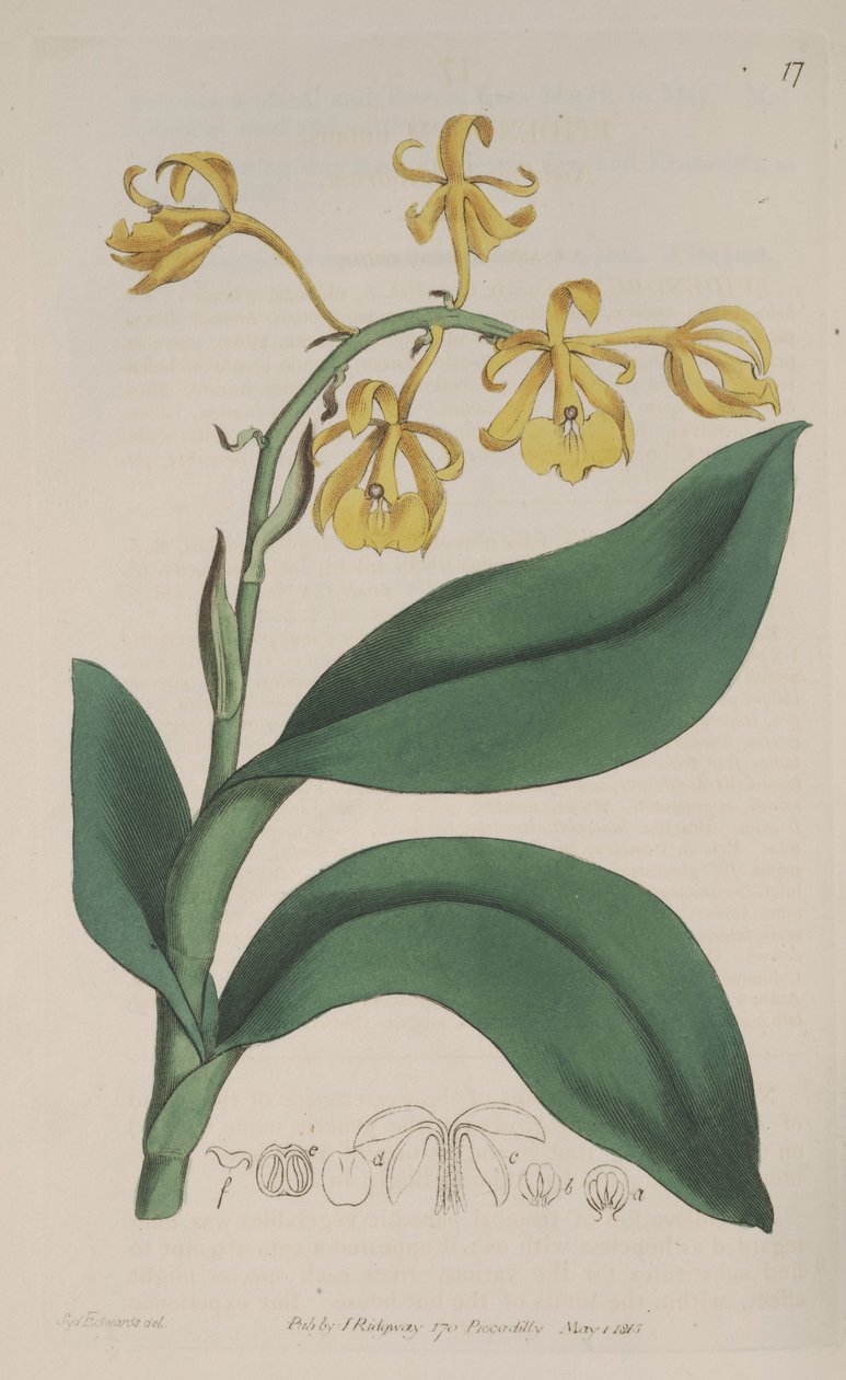 Illustration af Epidendrum nutans af Sydenham Teast Edwards