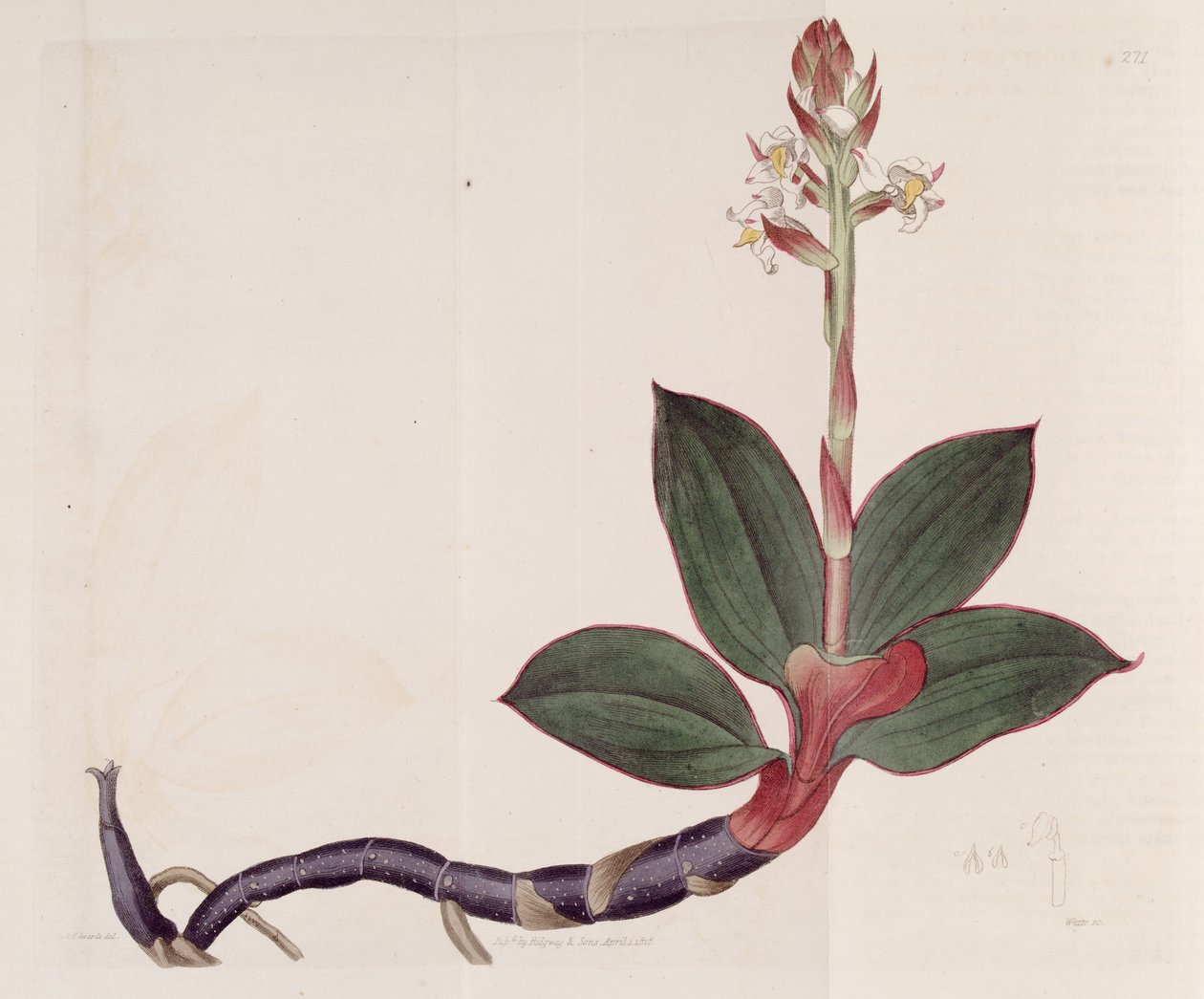 Illustration af Ludisia misfarvning (som syn. Goodyera misfarvning) af Sydenham Teast Edwards