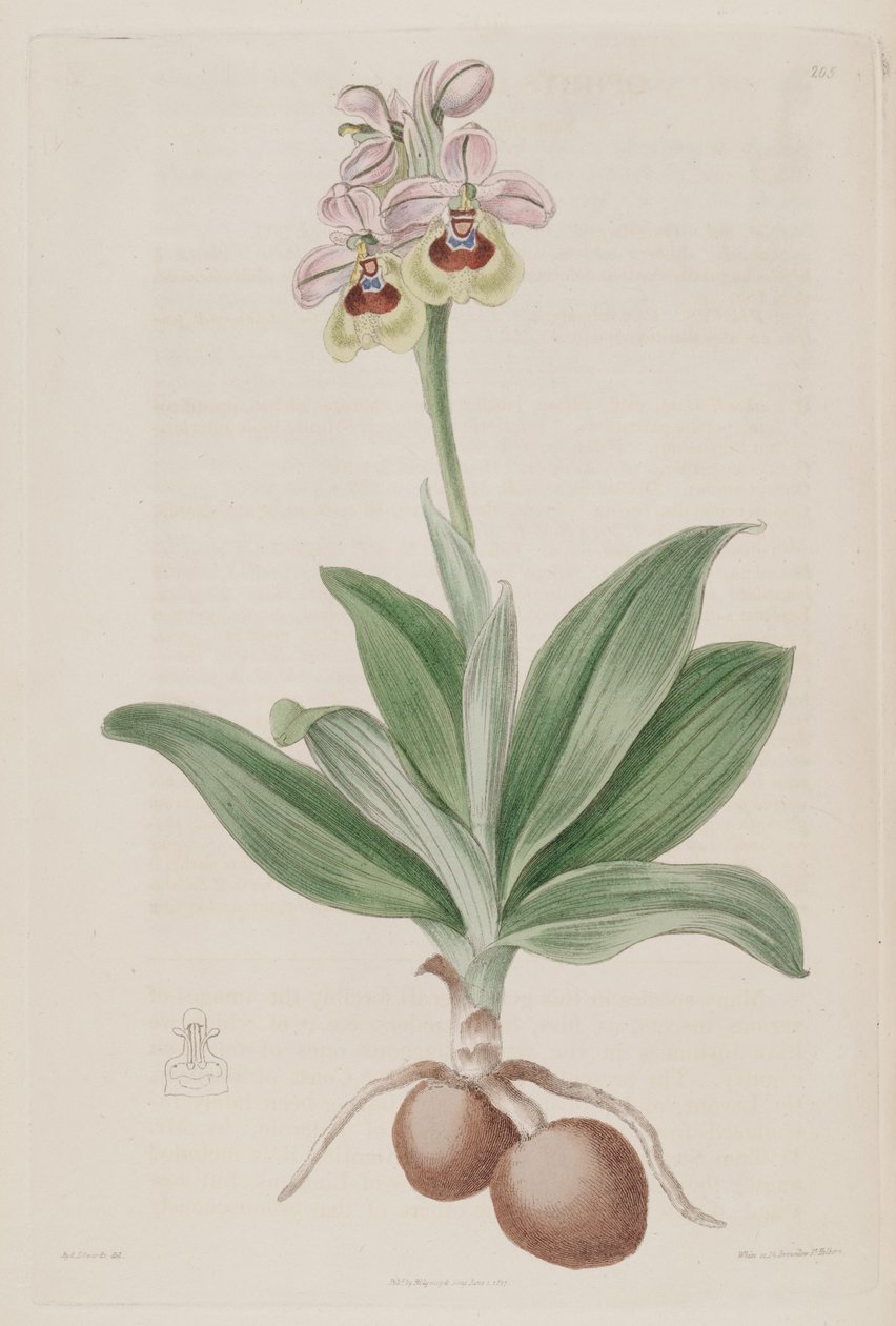 Illustration af Ophrys tenthredinifera af Sydenham Teast Edwards
