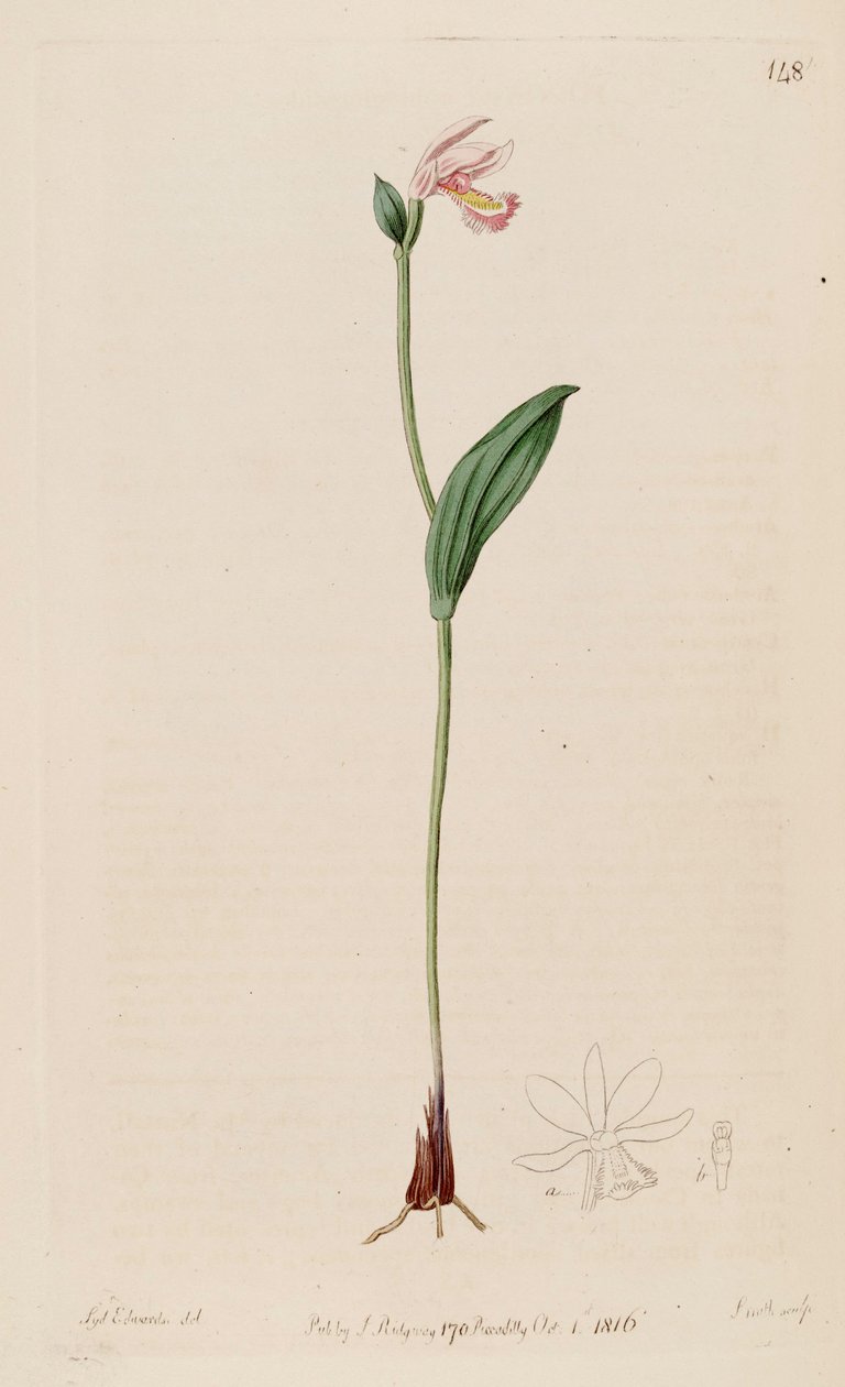 Illustration af Pogonia ophioglossoides af Sydenham Teast Edwards