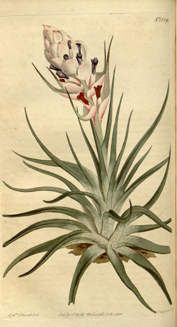 Illustration af Tillandsia stricta af Sydenham Teast Edwards