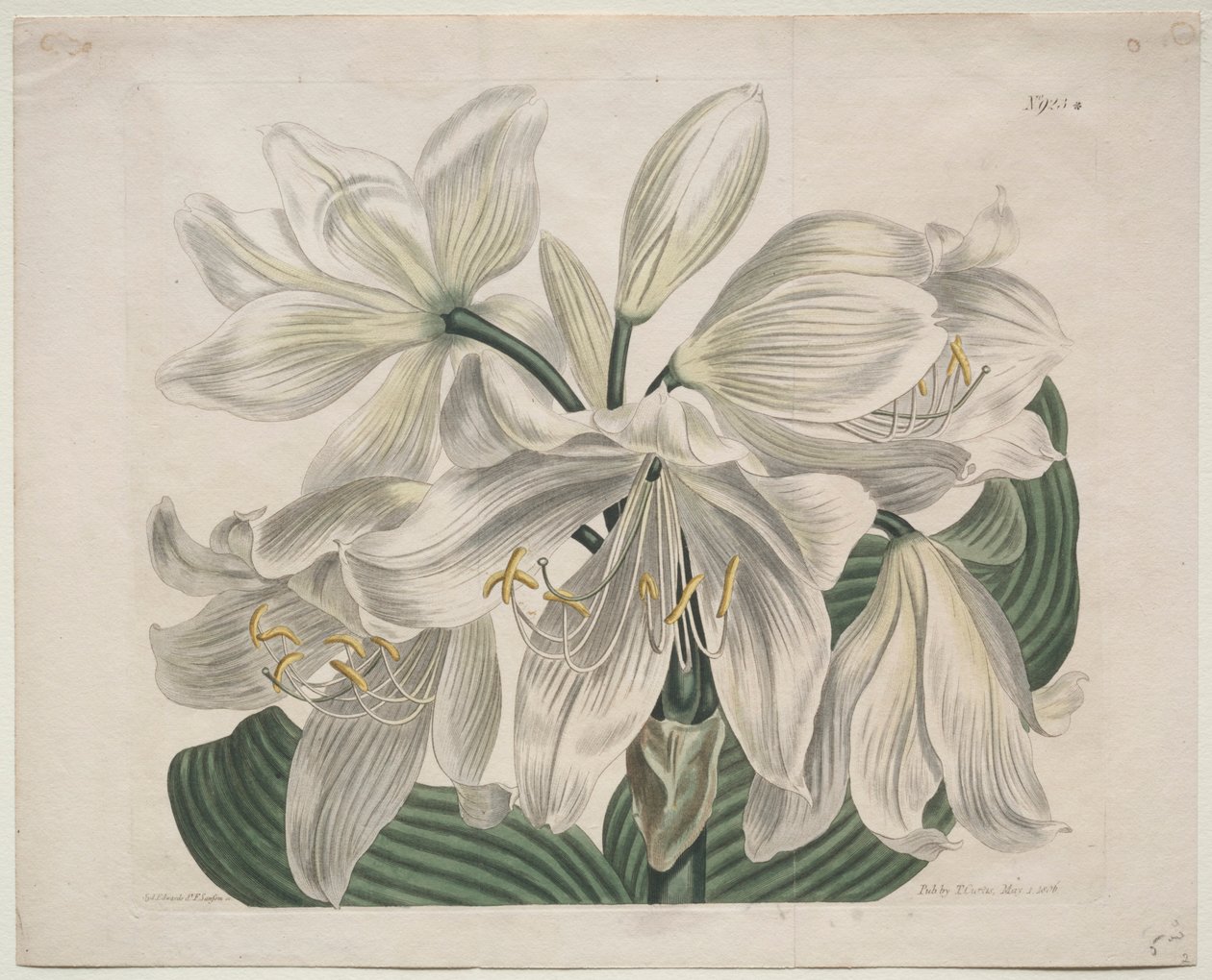 The Botanical Magazine eller Flower Garden vist: White Cape - Coast Lily, 1806. af Sydenham Teast Edwards