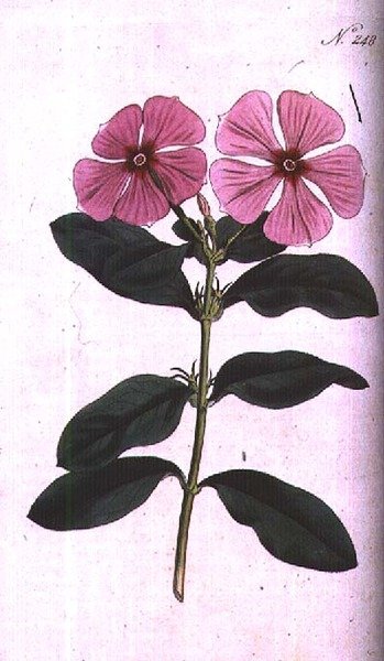 Periwinkle (Vinca rosea madagascar), tallerken 248 fra William Curtis