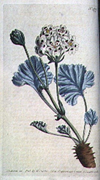 Tykt stilket tranesæb (Pelargonium crassicaule), plade 477 fra William Curtis