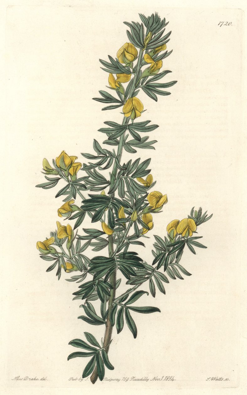 Adesmia de Loudon, hjemmehørende i Tasmanien (Australien) - Water of S. Watts fra en illustration af Sarah Anne Drake (1803-1857), fra det botaniske register af Sydenham Teast Edwards