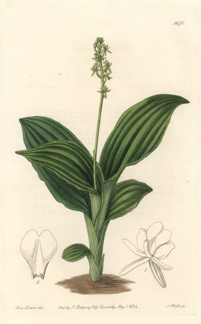 African Liparis Orchid - Water forte af S. Watts fra en illustration af Sarah Anne Drake (1803-1857), fra det botaniske register af Sydenham Teast Edwards