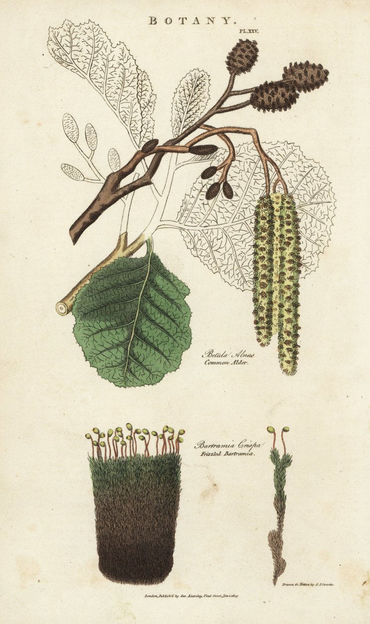 Alder (aune) og mossort - Almindelig elletræ, Betula alnus, og kruset bartramia, Bartramia crispa. Håndfarvet kobberstik efter Sydenham Edwards fra John Mason Goods Pantologia, a New Encyclopedia, G. Kearsley, London af Sydenham Teast Edwards
