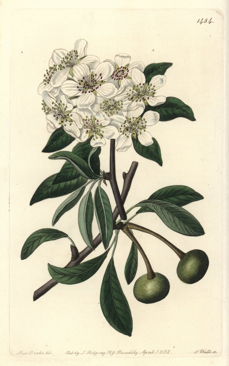 Mandelbladet pære - Mandelbladet pære, Pyrus amygdaliformis (Snepære, Pyrus nivalis). Håndfarvet kobberstik af S. Watts efter en illustration af Sarah Drake fra Sydenham Edwards