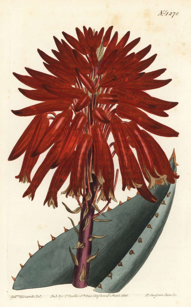 Aloe - Murbrokker aloe, Aloe perfoliata (Mitre aloe, Aloe mitraeformis). Håndfarvet kobberstik af F. Sansom Jr. efter en illustration af Sydenham Edwards fra William Curtis