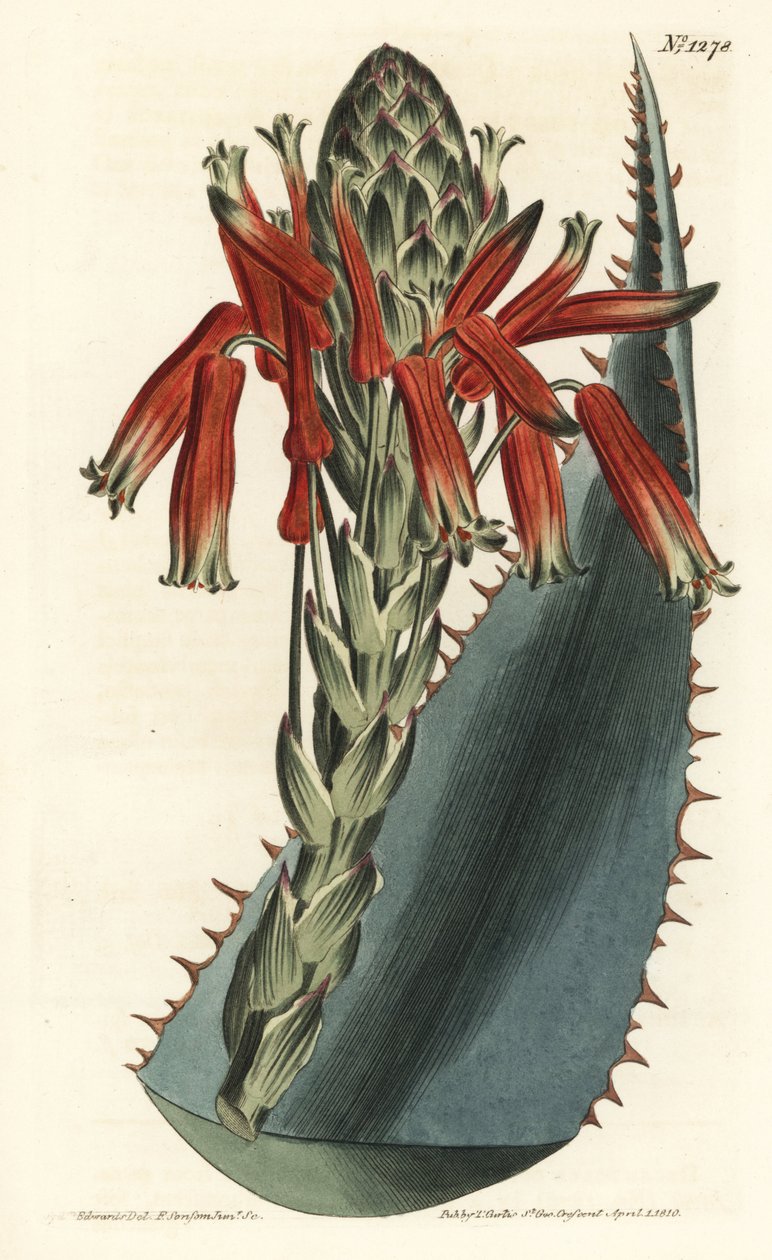 Aloe variete - Blå aloe, Aloe glauca (Rødpigget glaucous aloe, Aloe rhodacantha) - Håndfarvet kobberstik af F. Sansom Jr. efter en illustration af Sydenham Edwards fra William Curtis