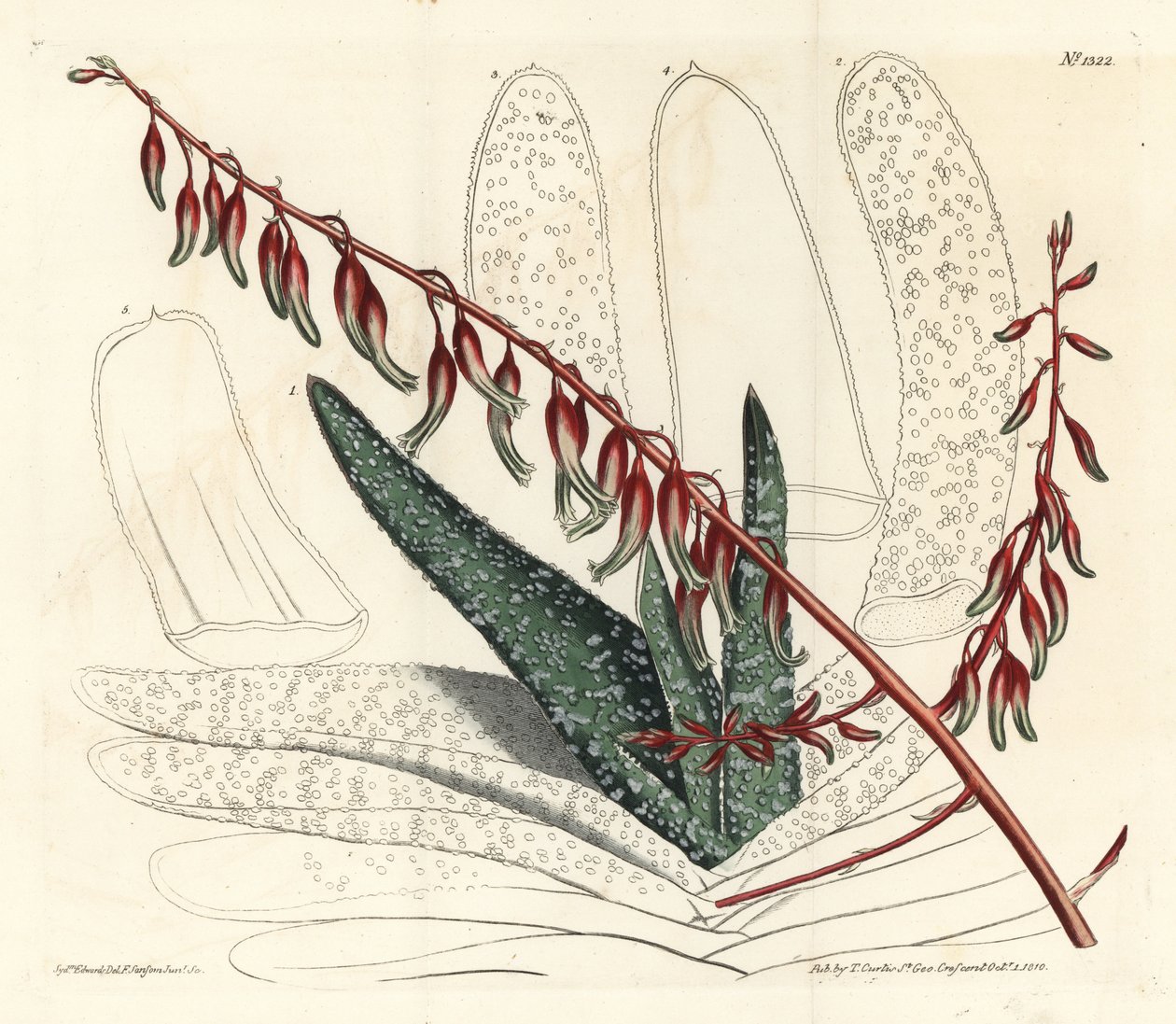 Aloe eventtails - Fan aloe, Aloe plicatilis (Tongue aloe, Aloe lingua). Håndfarvet kobberstik af F. Sansom Jr. efter en illustration af Sydenham Edwards fra William Curtis