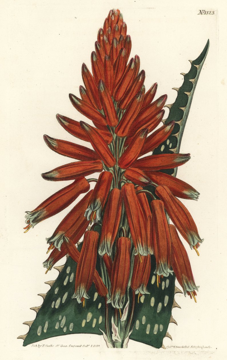 Aloe macule - Sæbe eller zebra aloe, Aloe maculata (Plettet-bladede aloe, Aloe picta). Håndfarvet kobberstik af F. Sansom Jr. efter en illustration af Sydenham Edwards fra William Curtis