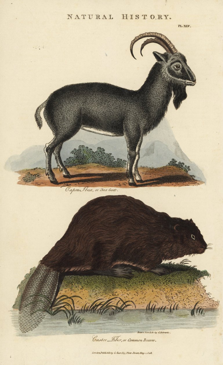 Alpine ibex og European Beaver eller almindelig bæver - Alpine ibex ged, Capra ibex, og almindelig eurasisk bæver, Castor fiber. Håndfarvet kobberstik efter Sydenham Edwards fra John Mason Goods Pantologia, a New Encyclopedia, G. Kearsley, London af Sydenham Teast Edwards