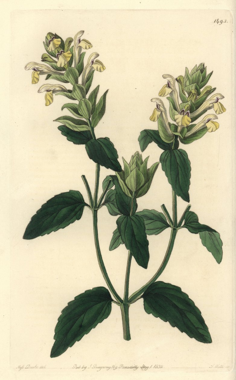 Alpine scutellaria - Alpine kalot, Scutellaria alpina (Alpine scutellaria, humleblomstret sort, Scutellaria alpina var. lupulina). Håndfarvet kobberstik af S. Watts efter en illustration af Miss Sarah Drake fra Sydenham Edwards