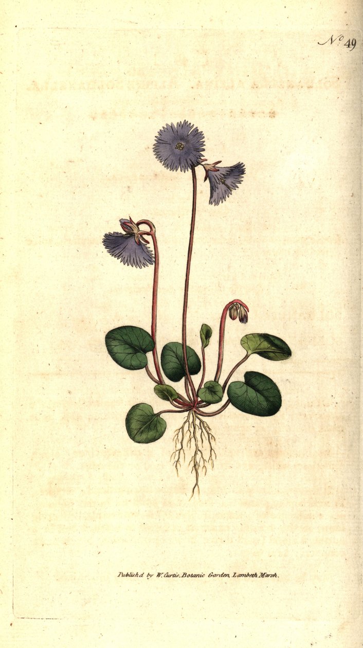 Alpine soldanella - Alpine soldanella, Soldanella alpina. Håndfarvet kobberstik efter en botanisk illustration af James Sowerby fra William Curtis