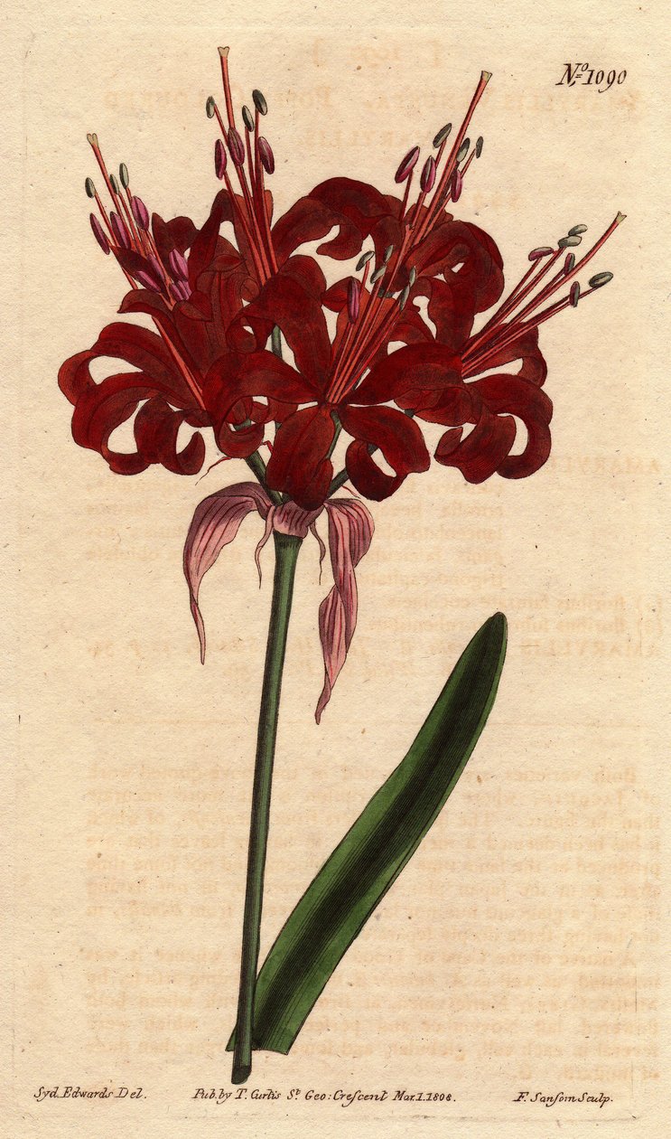 Amaryllis valmue farve, med mørke karminrøde blomster, blomstrende fra en enkelt fod. Oprindeligt fra Cape of Good Esperance (Sydafrika). Valmuefarvet amaryllis med dybe karmosinrøde blomster, der blomstrer fra en enkelt stilk. En indfødt fra Kap det Gode  af Sydenham Teast Edwards