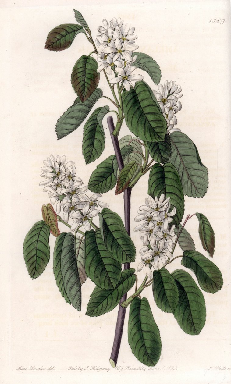 Amelanchier med elletræblade eller blomstret aronie - Plade graveret af S.Watts, efter en illustration af Sarah Anne Drake (1803-1857), fra Sydenham Edwards