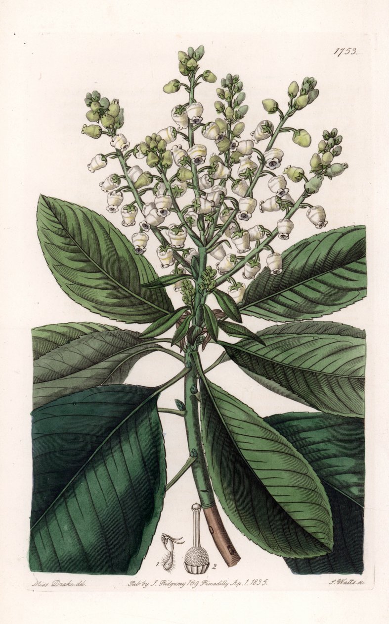 Amerikansk arbutustræ - Graveret af S.Watts, efter en illustration af Sarah Anne Drake (1803-1857), fra Sydenham Edwards