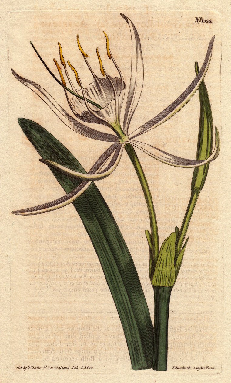American pancratium har duftende hvide blomster. Amerikansk pancratium med hvide duftende blomster. Pancratium rotatum. Håndfarvet kobberstik fra en botanisk illustration af Sydenham Edwards fra William Curtis