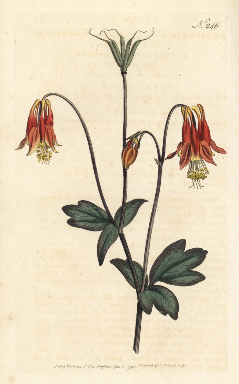 Ancolia du Canada - canadisk akeleje. Aquilegia canadensis. Håndfarvet kobberstik af Sansom efter en illustration af Sydenham Edwards fra William Curtis