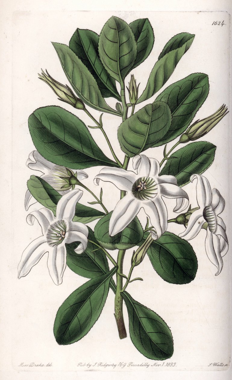 Anthocercis variete, hjemmehørende i Australien - Plade indgraveret af S.Watts, fra en illustration af Sarah Anne Drake (1803-1857), fra Botanical Register of Sydenham Edwards (1768-1819), England af Sydenham Teast Edwards
