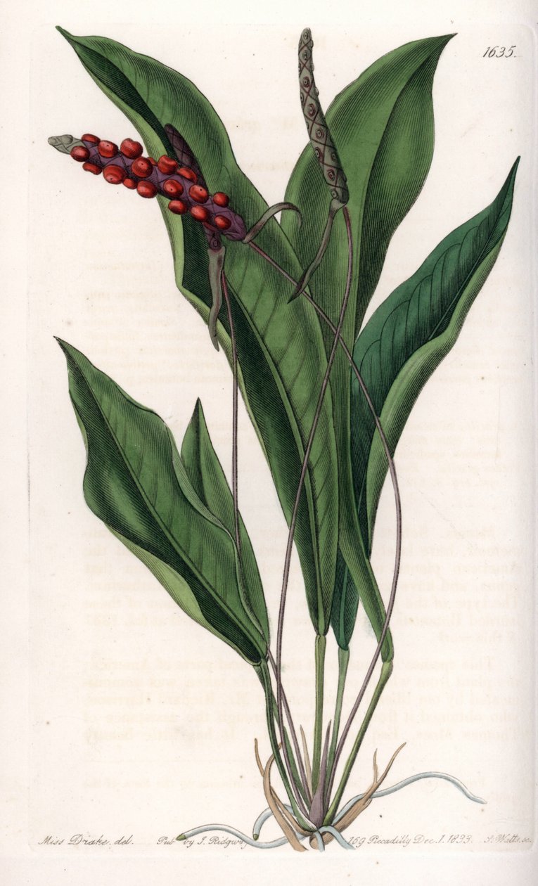 Anthurium gracile - Indgraveret tavle af S.Watts, fra en illustration af Sarah Anne Drake (1803-1857), fra Botanical Register of Sydenham Edwards (1768-1819), England af Sydenham Teast Edwards