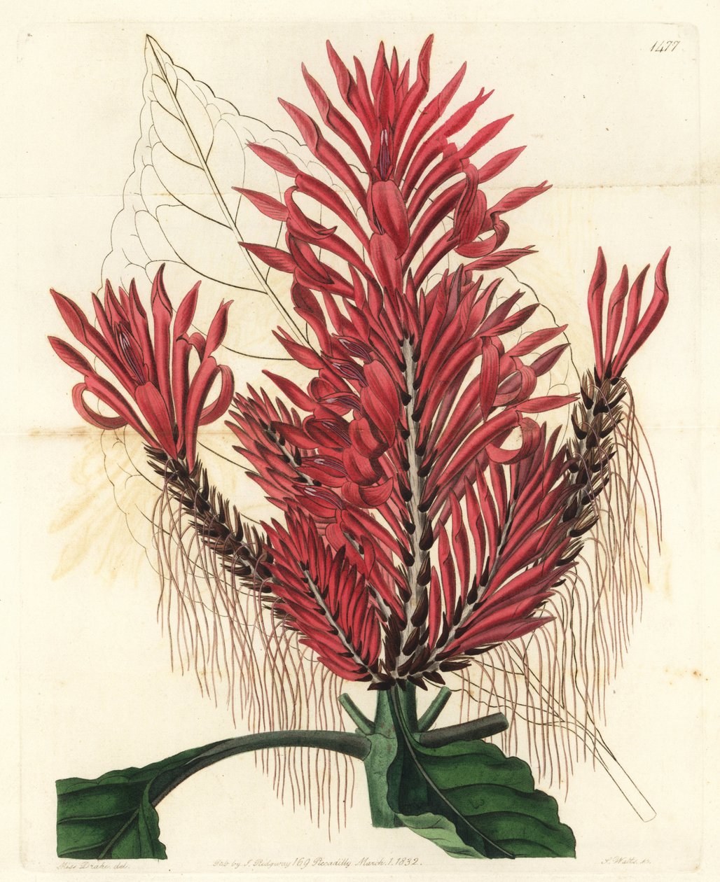 Aphelandra arborea (Crested aphelandra, Aphelandra cristata). Håndfarvet kobberstik af S. Watts efter en illustration af Sarah Drake fra Sydenham Edwards