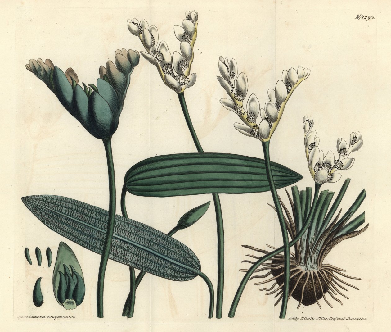 Aponogeton duftende - Cap-pondweed, Aponogeton distachyos (Forked-flowered aponogeton, Aponogeton distachyon). Håndfarvet kobberstik af F. Sansom Jr. efter en illustration af Sydenham Edwards fra William Curtis