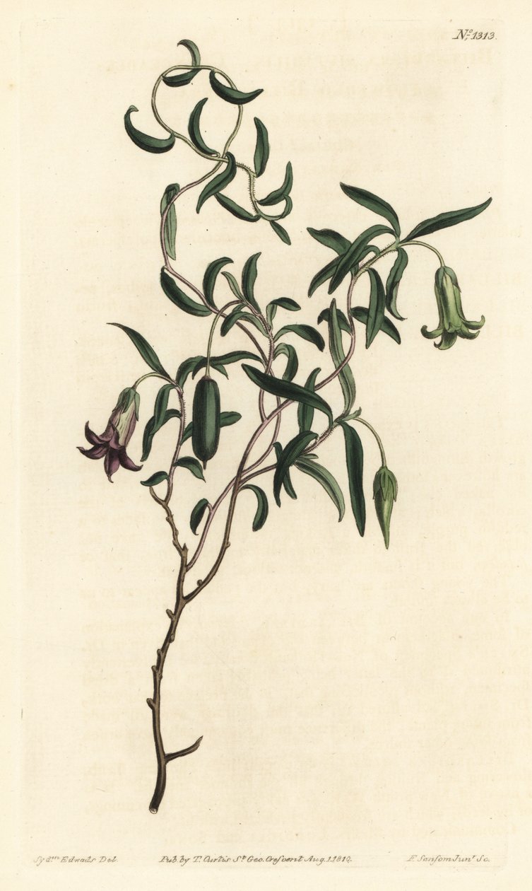 Æblebær eller udskiftelige blomstrede billardiera, Billardiera mutabilis - Håndfarvet kobberstik af F. Sansom Jr. efter en illustration af Sydenham Edwards fra William Curtis