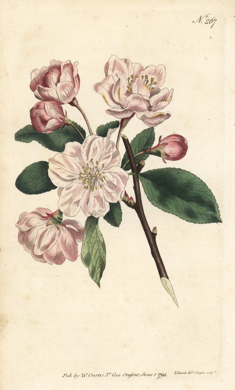 Æbletræ med pynteblomster - kinesisk blomstrende æble, Malus spectabilis (kinesisk æbletræ, Pyrus spectabilis). Håndkoloreret kobberstik af Sansom efter en illustration af Sydenham Edwards fra William Curtis