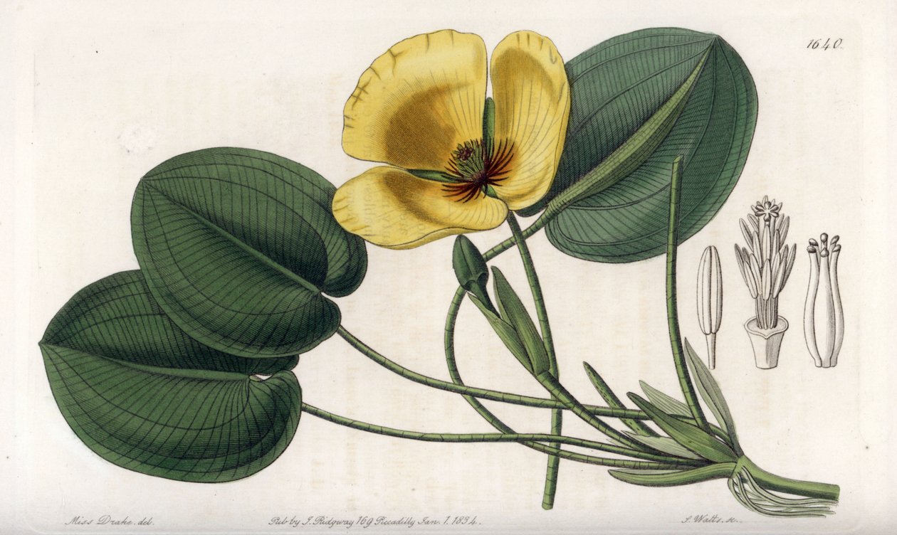Aquatic Poppy - Plade graveret af S. Watts, fra en illustration af Sarah Anne Drake (1803-1857), fra Botanical Register of Sydenham Edwards (1768-1819), England af Sydenham Teast Edwards