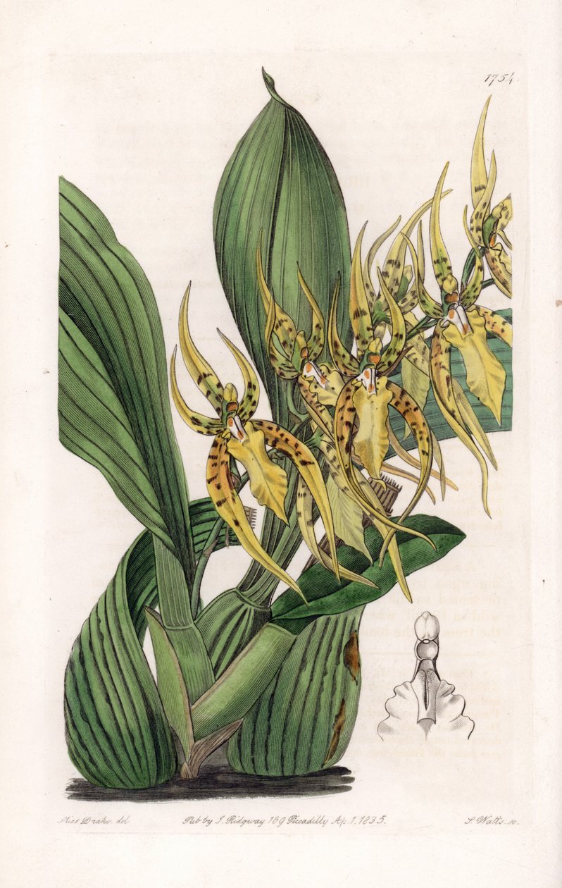 Araignee Orchid - Plade indgraveret af S.Watts, fra en illustration af Sarah Anne Drake (1803-1857), fra Botanical Register of Sydenham Edwards (1768-1819), England af Sydenham Teast Edwards