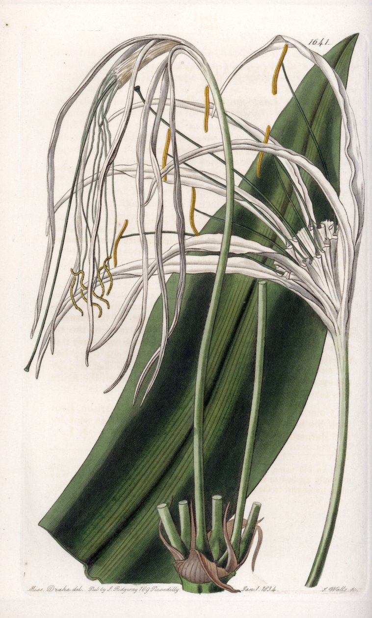 Araignee lilje eller sø påskelilje eller sølilje - Plade indgraveret af S.Watts, fra en illustration af Sarah Anne Drake (1803-1857), fra Botanical Register of Sydenham Edwards (1768-1819), England af Sydenham Teast Edwards