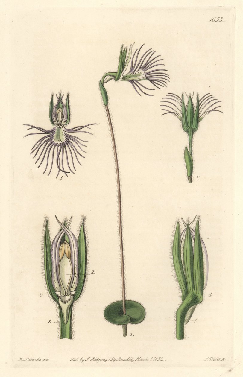 Araignee-orkidé, hjemmehørende i Sydafrika - Strong water af S. Watts fra en illustration af Sarah Anne Drake (1803-1857), fra det botaniske register af Sydenham Teast Edwards