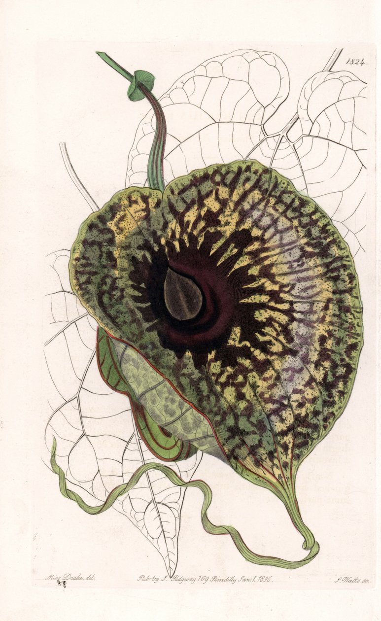 Aristoloche Variete - Plade graveret af S.Watts, fra en illustration af Sarah Anne Drake (1803-1857), fra Botanical Register of Sydenham Edwards (1768-1819), England af Sydenham Teast Edwards