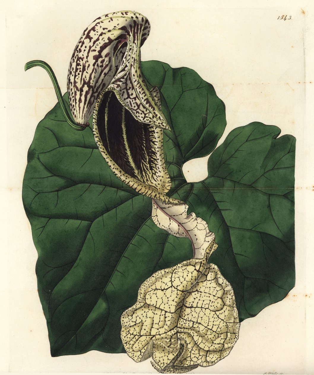 Aristoloche variete - Bådblomstret fødselsurt, Aristolochia cymbifera. Håndfarvet kobberstik af S. Watts efter en illustration af Miss Sarah Drake fra Sydenham Edwards