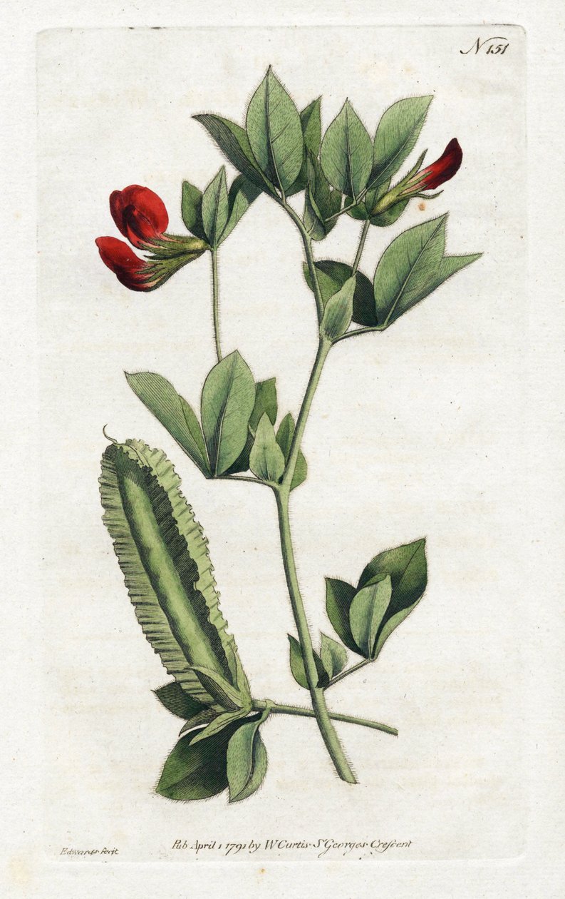 Aspargesærter - Litografi af Sydenham Edwards (1768-1819), plade fra William Curtis