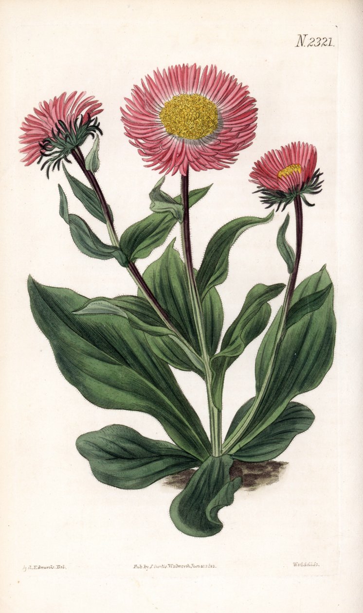 Aster Variete - Fin strålestjerneurt, Aster alwartensis, hjemmehørende i Kaukasus. Håndfarvet kobberstik af Weddell efter en illustration af Sydenham Edwards fra Samuel Curtis