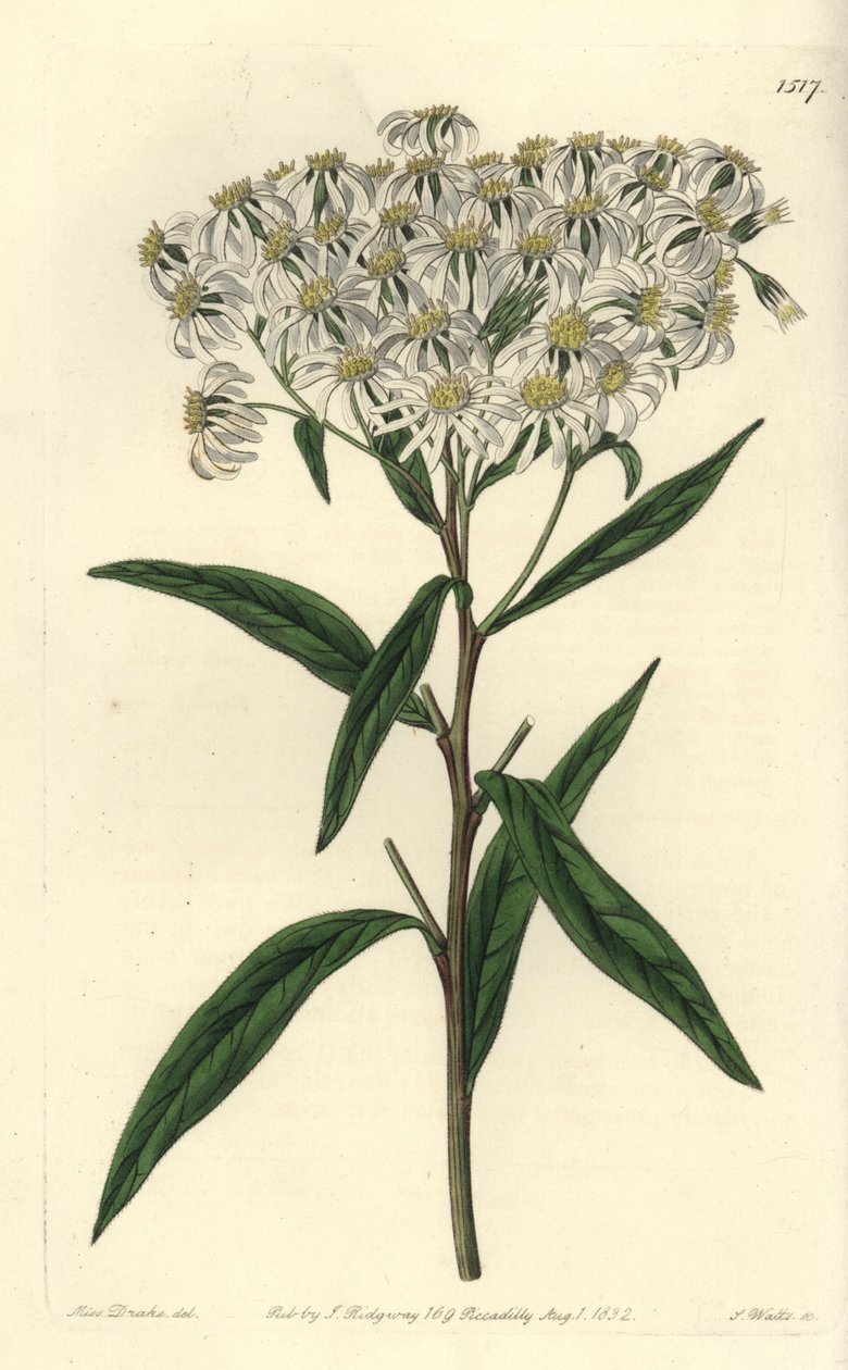 Aster a umbellata - Fladtoppet aster, Doellingeria umbellata (Mandelbladet aster, Aster amygdalinus). Håndfarvet kobberstik af S. Watts efter en illustration af Miss Sarah Drake fra Sydenham Edwards