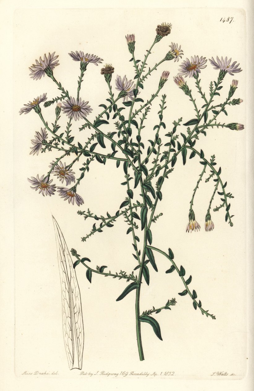 Aster variete - New York aster, Symphyotrichum dumosum (Coris-leaved starwort, Aster coridifolius). Håndfarvet kobberstik af S. Watts efter en illustration af Sarah Drake fra Sydenham Edwards