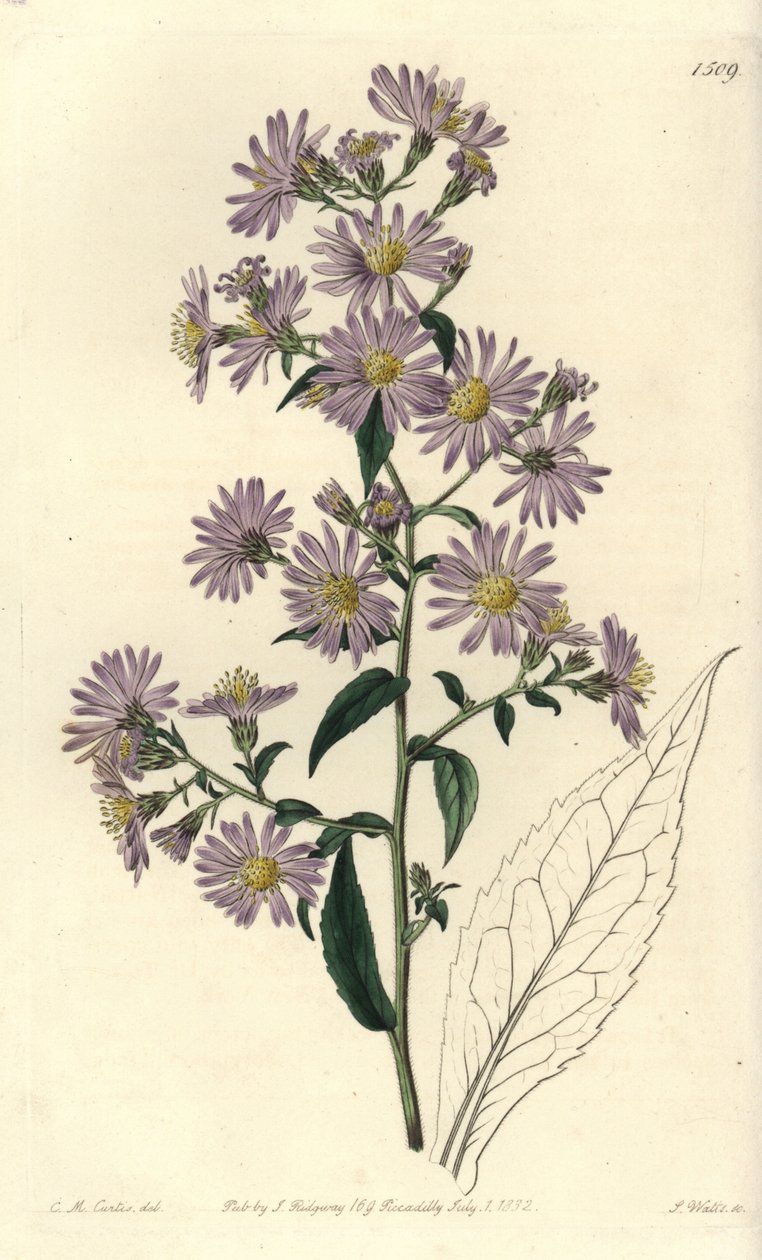 Aster variete - Panicled aster, Symphyotrichum lanceolatum (Pallid aster, Aster pallens). Håndfarvet kobberstik af S. Watts efter en illustration af Charles M Curtis fra Sydenham Edwards
