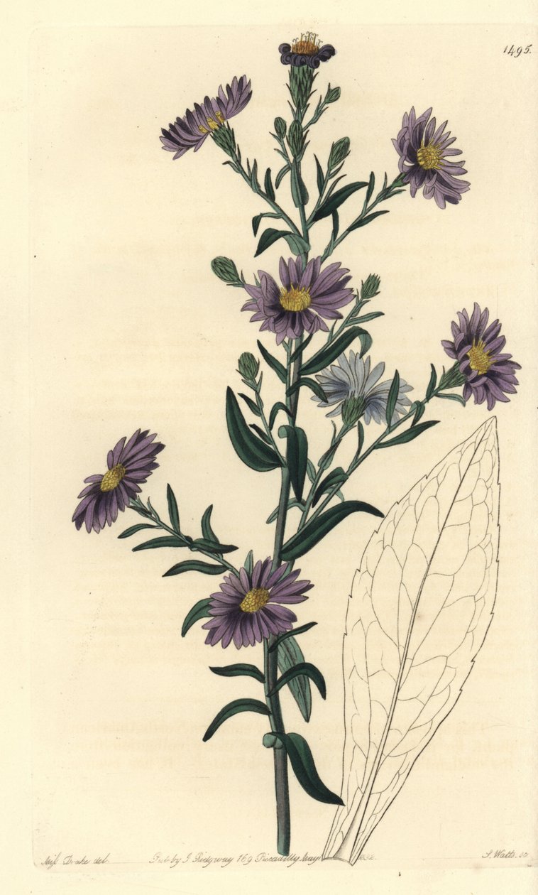 Aster variete - Glat aster, Symphyotrichum laeve (Glaucous aster, Aster cyaneus). Håndfarvet kobberstik af S. Watts efter en illustration af Miss Sarah Drake fra Sydenham Edwards