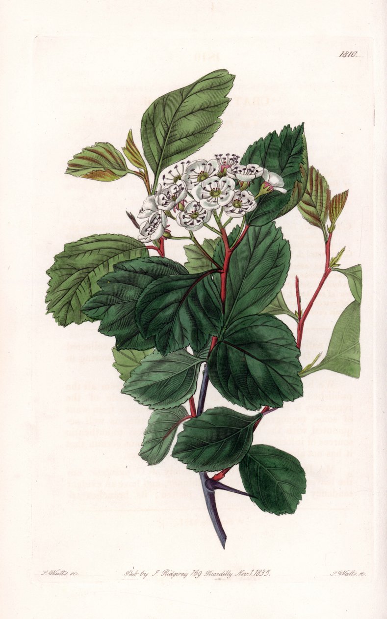 Aubepine eller hvid torn, hjemmehørende i Nordamerika - graveret af S.Watts, fra en illustration af Sarah Anne Drake (1803-1857), fra Botanical Register of Sydenham Edwards (1768-1819), England af Sydenham Teast Edwards