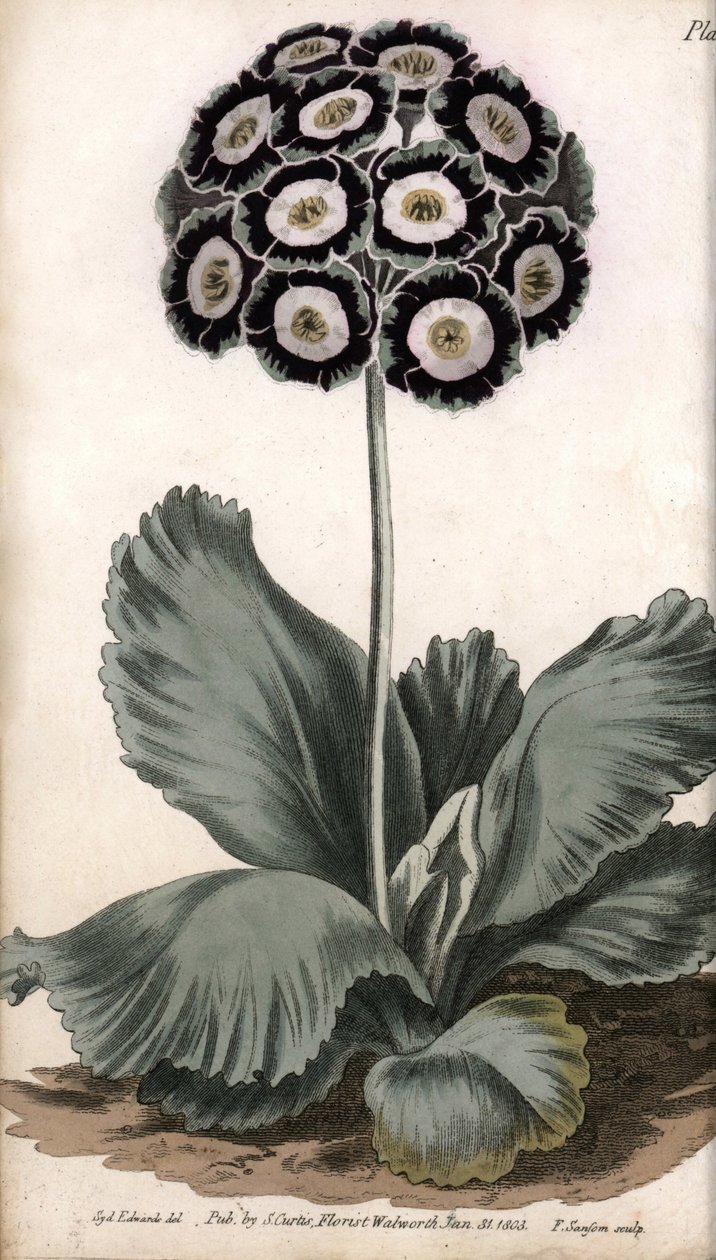 Aurikel eller bjørneøre. Farvet kobberstik, illustration af Sydenham Edwards (1768-1819) til Conferences of Botanical, Botanical Garden of Lambeth (England) af Sydenham Teast Edwards