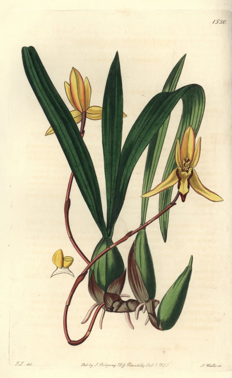 Australsk epifytisk orkidé sort - Brasiliorchis marginata orkidé (rødkantet cymbidium orkidé, Cymbidium marginatum). Håndfarvet kobberstik af S. Watts efter en illustration af John Lindley fra Sydenham Edwards