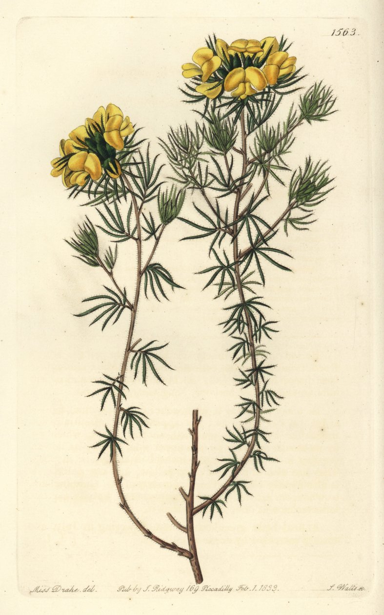 Australsk gompholobium variete - Capitate gompholobium, Gompholobium capitatum. Håndfarvet kobberstik af S. Watts efter en illustration af Miss Sarah Drake fra Sydenham Edwards